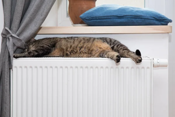 Cat Radiator Warm Cat Relaxing — Stock Photo, Image