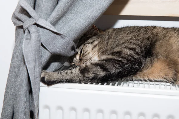 可爱的猫睡觉 猫在散热器上 — 图库照片