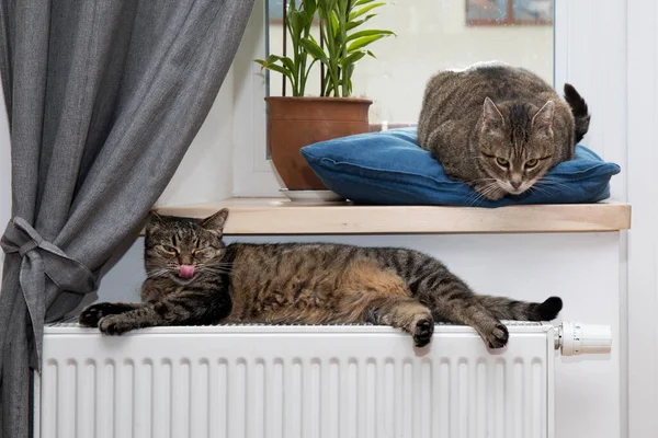 Katze Auf Dem Heizkörper Warm Katze Entspannend — Stockfoto