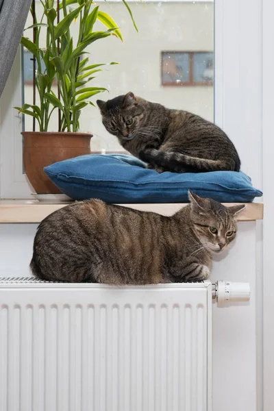Niedliche Katze Schläft Katze Auf Heizkörper — Stockfoto