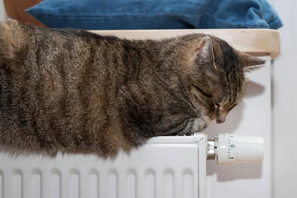 Gato Radiador Caliente Gato Relajante — Foto de Stock