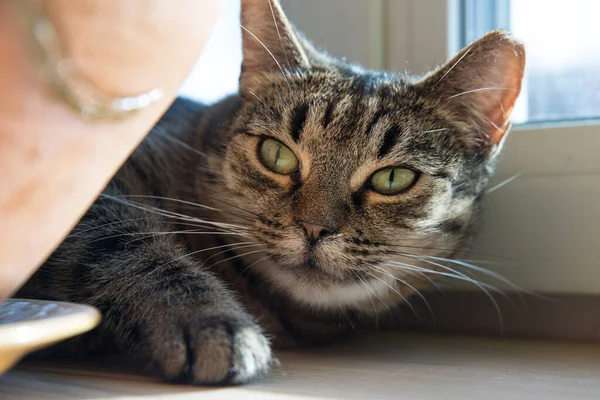 Carino Gatto Addormentato Gatto Sul Radiatore — Foto Stock