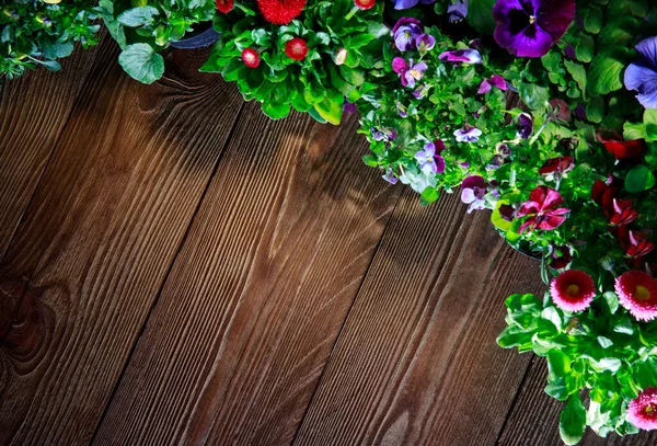 背景布局 概念园艺和农业在一个褐色的木制桌面视图 复制空间 旧板上的盆栽甜椒 乡村风格 — 图库照片