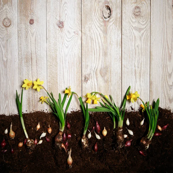 Flores Macetas Sobre Fondo Vintage Concepto Jardinería Primavera Composición Jardinería — Foto de Stock