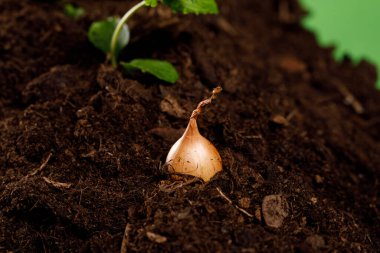 Bahçe, bahçe malzemeleri ile güzel bahar çiçekleri