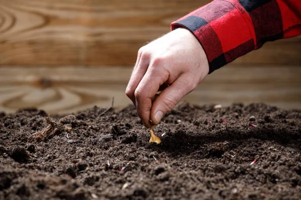 Gardener Hands Farmer Planting Seeds Plants Soil — Stock Photo, Image