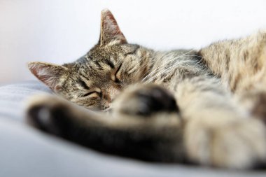 Evde yatakta uyuyan tekir kediye yakın çekim, uyuyan kedi, yatakta uyuyan tekir kedi.