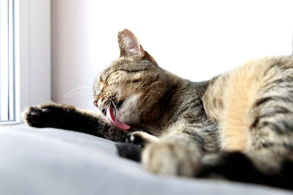 Beautiful Cute Cat Licking His Paw Bed — Stock Photo, Image