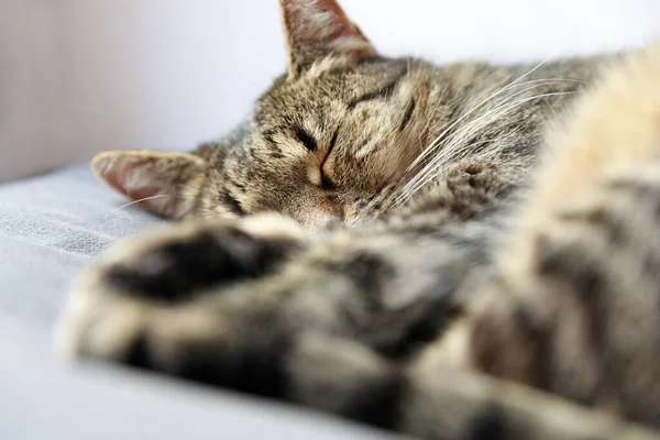 Close Tabby Cat Sleeping Bed Home Sleeping Cat Tabby Cat — Stock Photo, Image