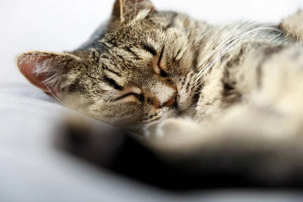 Close Tabby Cat Sleeping Bed Home Sleeping Cat Tabby Cat — Stock Photo, Image