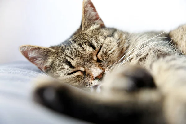 Close Tabby Cat Sleeping Bed Home Sleeping Cat Tabby Cat — Stock Photo, Image