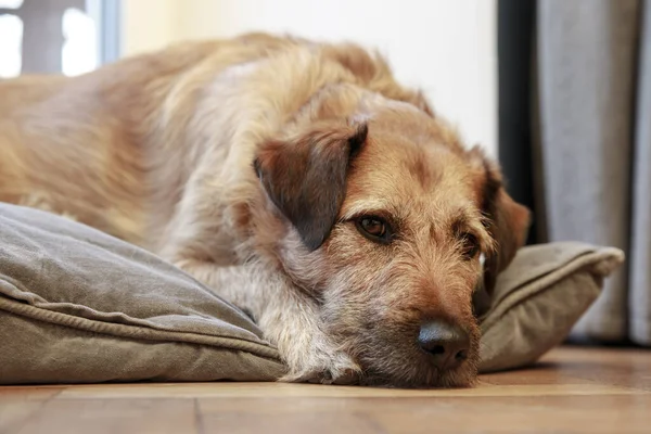 Brun Mix Ras Hund Hund Liggande Trägolv Hund Somnar Liggande — Stockfoto