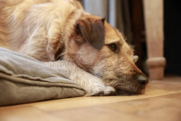 Коричневая Смесь Породы Собак Собака Лежит Деревянном Полу Собака Засыпает — стоковое фото