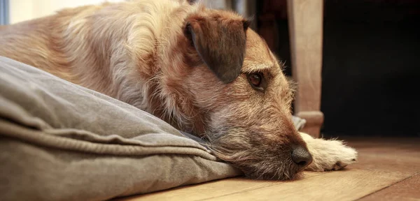 Brown Mix Breed Dog Canine Lying Wooden Floor Dog Falls — Stock Photo, Image