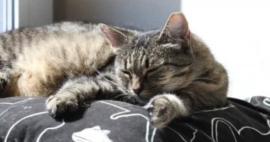 Uyuyan tekir kedi yavaşça bir gözünü açar, sonra uykudan uyanır, uykucu kedi öğleden sonra uykusundan yavaşça uyanır.