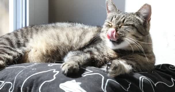 Niedliche Gestromte Katze Schläft Zimmer Öffnet Augen Und Gähnt Nahaufnahme — Stockvideo