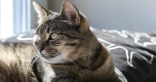 Cochilando Gato Tabby Abre Lentamente Olho Seguida Acorda Sono Gato — Vídeo de Stock