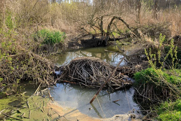 Beaver Lodge Φράγμα Beaver Στο Ποτάμι — Φωτογραφία Αρχείου