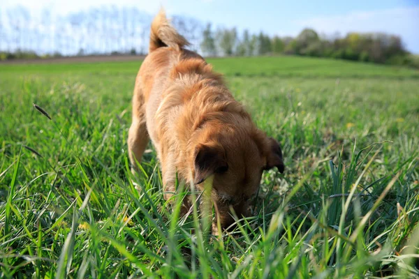 dog digs a hole in the meadow, the dog is digging the ground