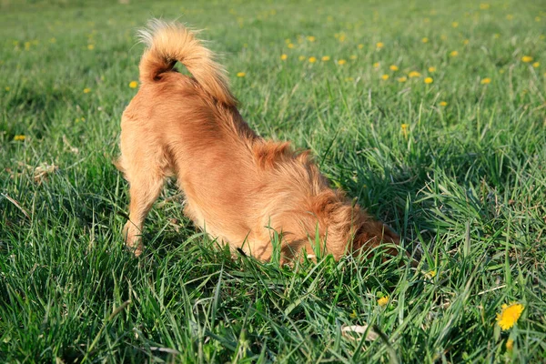 dog digs a hole in the meadow, the dog is digging the ground