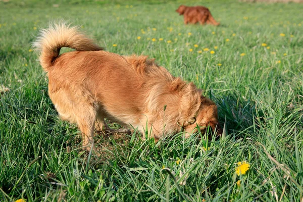 狗在草地上挖了个洞 狗在挖地 — 图库照片