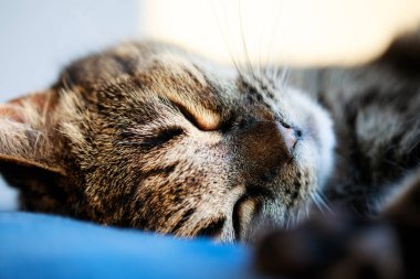 Tatlı uykucu kedi portresi, uyuyan tatlı kedi, yastığın üzerinde uyuyan kedi, yakın plan.