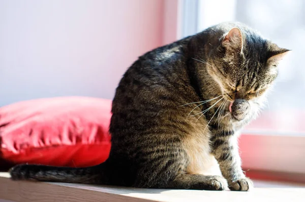 Tabby Cat Resting Couch Licking Paw Cat Washing Paw Lying — Stock Photo, Image