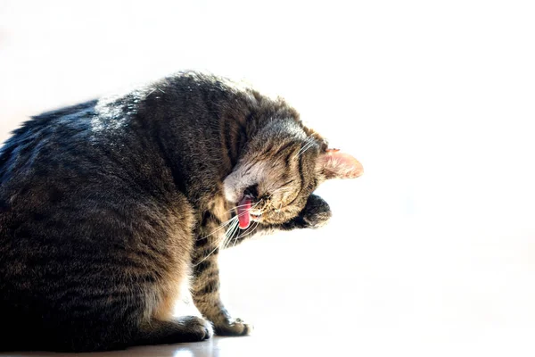 Γάτα Αναπαύεται Στον Καναπέ Και Γλείφει Πόδι Της Γάτα Πλένει — Φωτογραφία Αρχείου