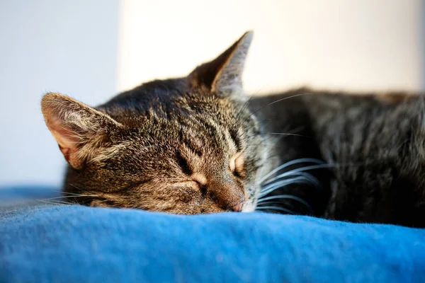 Portrait Sweet Sleep Cat Cute Cat Sleeping Sleeping Cat Pillow — Stock Photo, Image