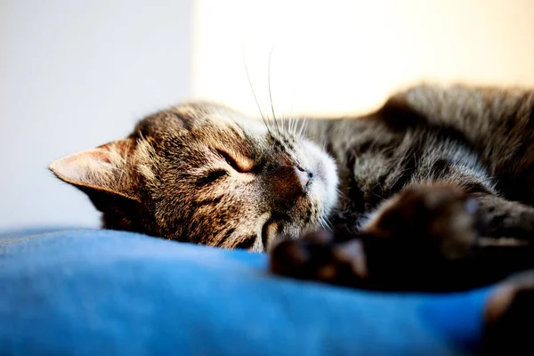 Portrait Sweet Sleep Cat Cute Cat Sleeping Sleeping Cat Pillow — Stock Photo, Image