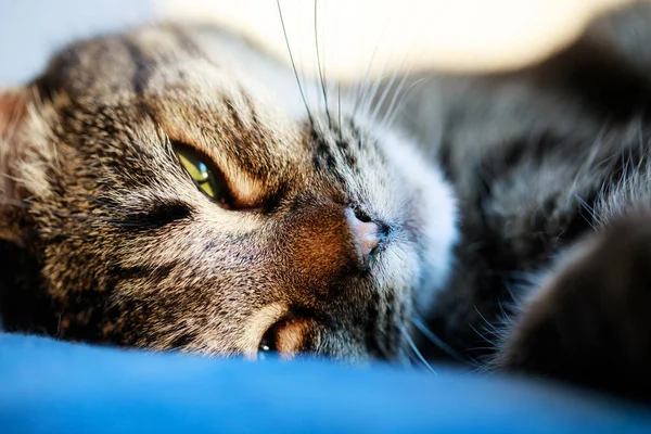 Ritratto Gatto Dolce Addormentato Gatto Carino Addormentato Gatto Addormentato Sul — Foto Stock