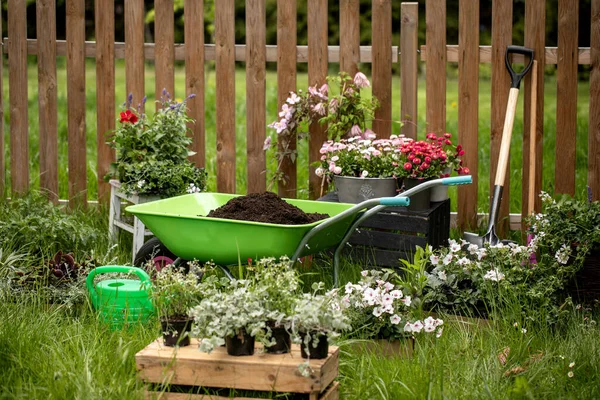Bahçıvanlık için kavramsal arka plan. Çiçekler, bahçe sulama tenekesi, eldivenler, küçük kürek, bahçedeki el arabasında filizler güneş ışığında papatyalar. Toprak dolu bir bahçe el arabası. Güzel bahçe düzenlemeleri