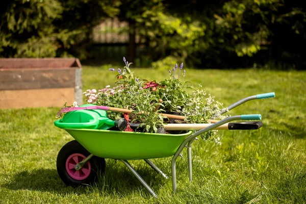 Konzeptioneller Hintergrund Für Die Gartenarbeit Blumen Eine Gartengießkanne Handschuhe Kleine — Stockfoto