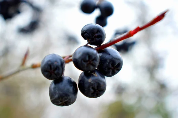 Black Berries Bush Branch — Stock Photo, Image