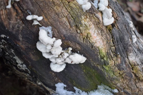 Cogumelos Uma Velha Árvore — Fotografia de Stock