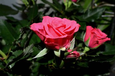 Bahçede kırmızı gül