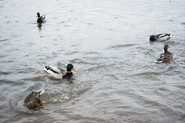 Anatre Nuotare Acqua — Foto Stock