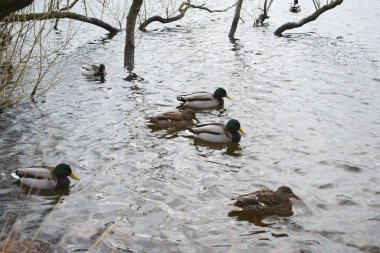 Şehir manzarasında ördek sürüsü