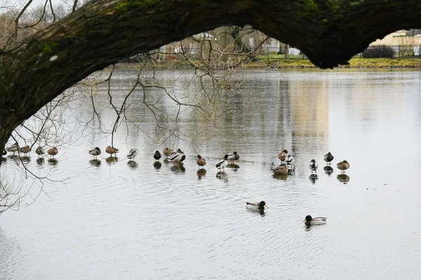 Troupeau Canards Dans Étang — Photo