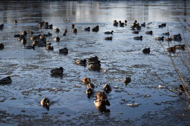 Kışın gölde ördekler