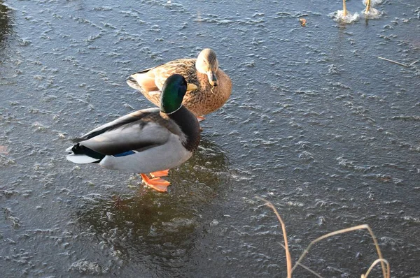 Canards Sur Lac Hiver — Photo