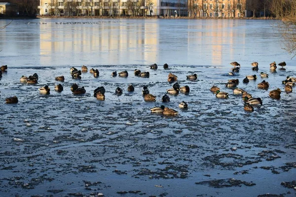 Ducks Lake Winter — Stock Photo, Image