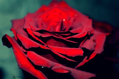 Beyaz arkaplanda kırmızı güller