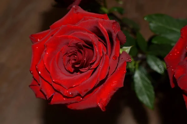 Strauß Roter Rosen Auf Weißem Hintergrund — Stockfoto