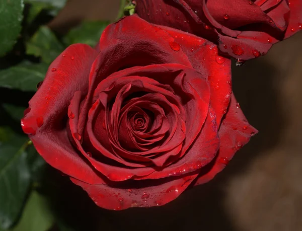 Buquê Rosas Vermelhas Sobre Fundo Branco — Fotografia de Stock