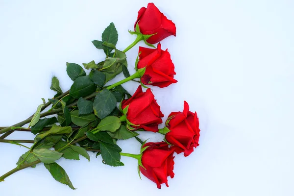 Buquê Rosas Vermelhas Sobre Fundo Branco — Fotografia de Stock