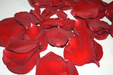 Arkaplanda gül yaprakları