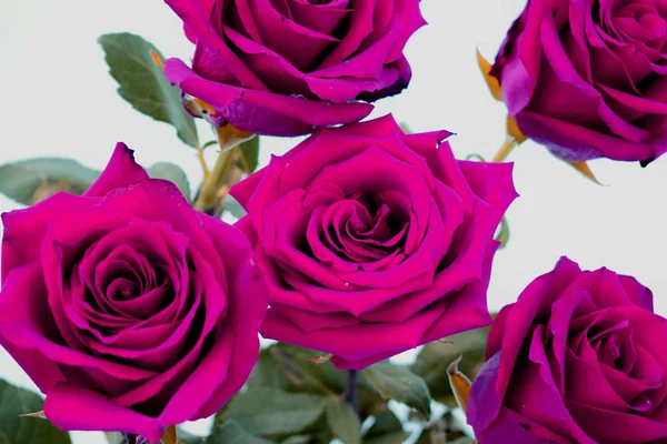 Kytice Růží Salon Květin — Stock fotografie