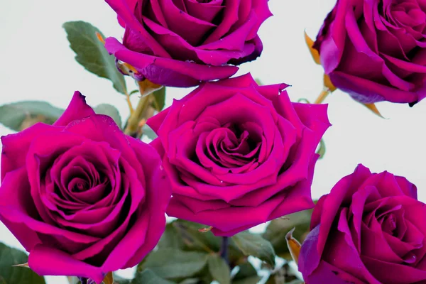 Buquê Rosas Salão Flores — Fotografia de Stock