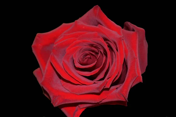 Růže Pozadí Květinářství — Stock fotografie